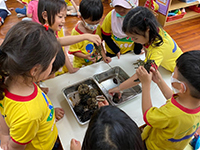 大鯊魚班：第8週防空洞健行、觸摸海瞻、體驗潛水圖片(另開新視窗)